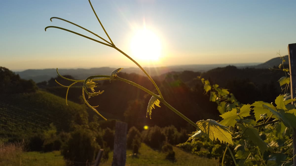 Weinberge im Morgenlicht